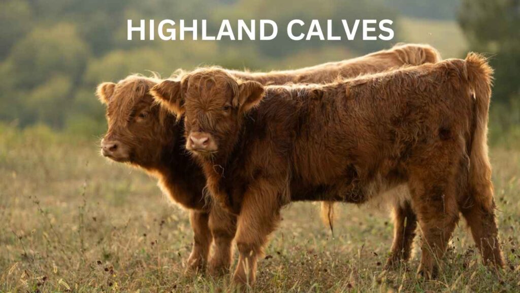 HIGHLAND CALVES