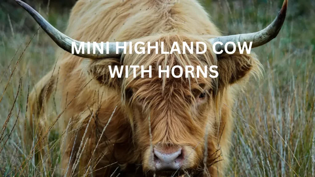 MINI COW WITH HORNS