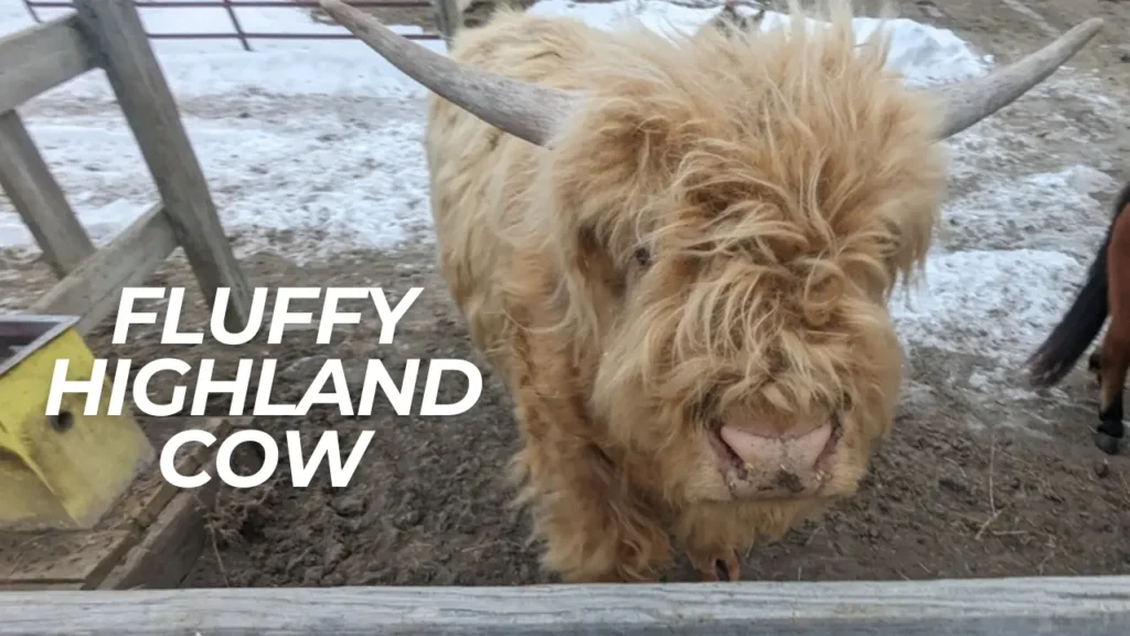 fluffy highland cow