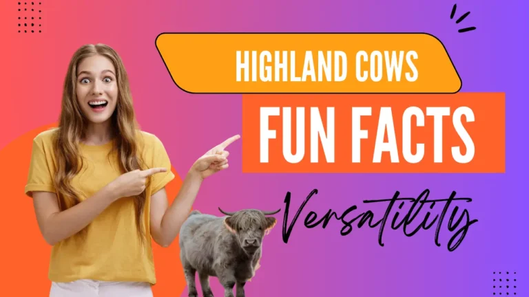 What Are Highland Cows Good For? Versatility & Fun Facts